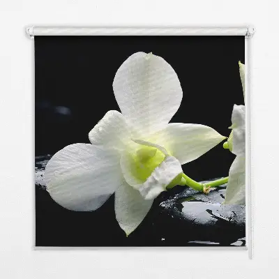 Fenster rollo Orchideen und Eleganz