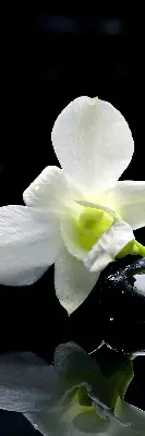 Fenster rollo Orchideen und Eleganz