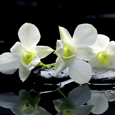 Fenster rollo Orchideen und Eleganz