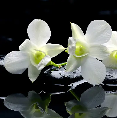 Fenster rollo Orchideen und Eleganz