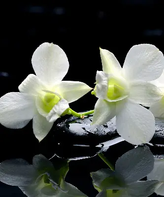 Fenster rollo Orchideen und Eleganz