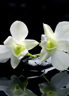 Fenster rollo Orchideen und Eleganz