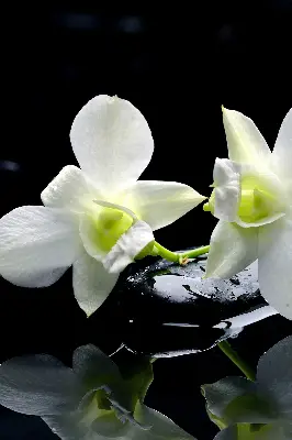Fenster rollo Orchideen und Eleganz
