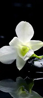 Fenster rollo Orchideen und Eleganz
