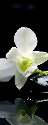 Fenster rollo Orchideen und Eleganz