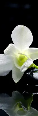 Fenster rollo Orchideen und Eleganz