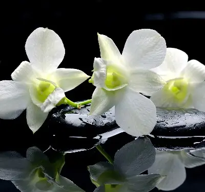 Fenster rollo Orchideen und Eleganz