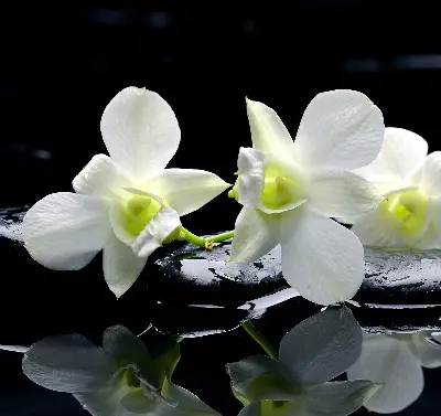 Fenster rollo Orchideen und Eleganz