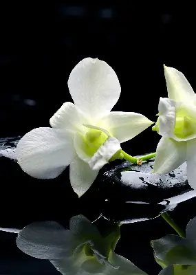 Fenster rollo Orchideen und Eleganz