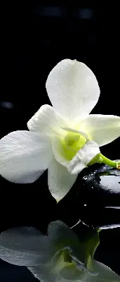 Fenster rollo Orchideen und Eleganz