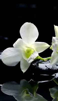 Fenster rollo Orchideen und Eleganz