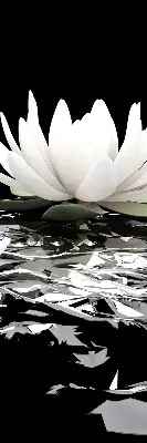 Rollo lichtundurchlässig Seerosen auf der Oberfläche
