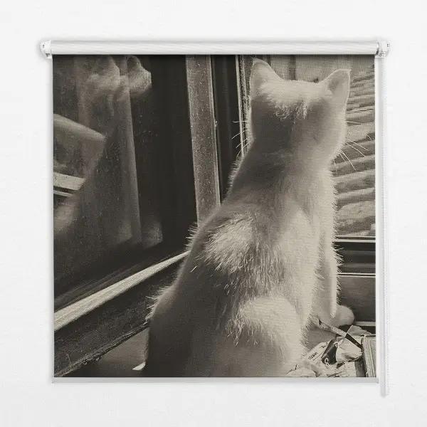 Verdunkelungsrollo Katzen im Fenster