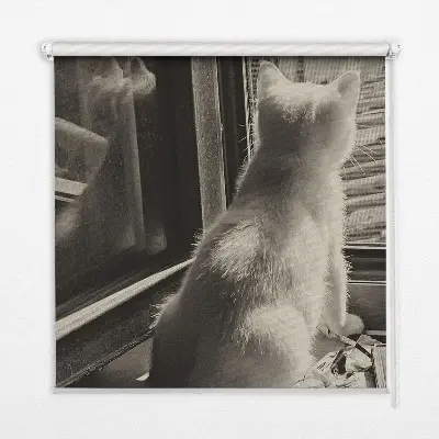 Verdunkelungsrollo Katzen im Fenster