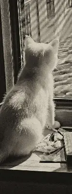 Verdunkelungsrollo Katzen im Fenster