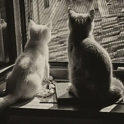 Verdunkelungsrollo Katzen im Fenster