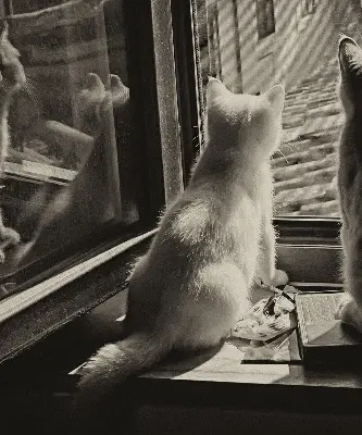 Verdunkelungsrollo Katzen im Fenster