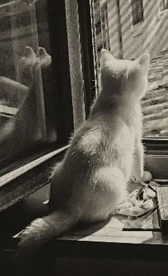 Verdunkelungsrollo Katzen im Fenster