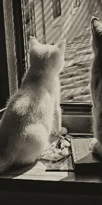 Verdunkelungsrollo Katzen im Fenster