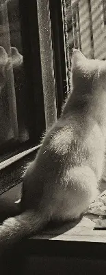 Verdunkelungsrollo Katzen im Fenster