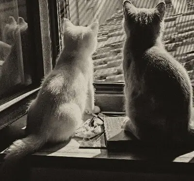 Verdunkelungsrollo Katzen im Fenster