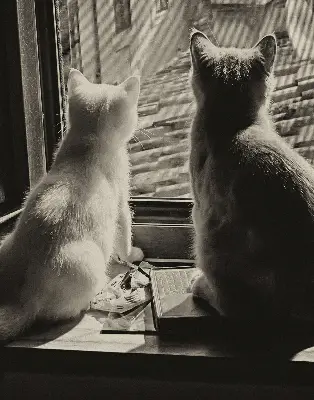 Verdunkelungsrollo Katzen im Fenster
