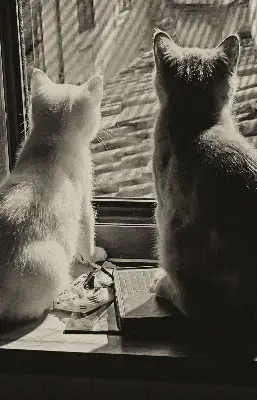 Verdunkelungsrollo Katzen im Fenster