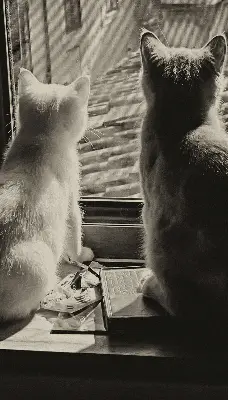 Verdunkelungsrollo Katzen im Fenster