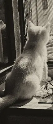 Verdunkelungsrollo Katzen im Fenster