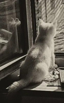 Verdunkelungsrollo Katzen im Fenster