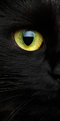 Fenster rollo Katzenaugen
