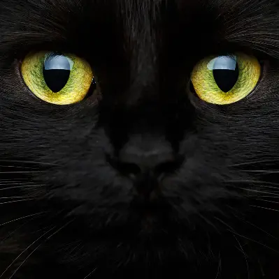 Fenster rollo Katzenaugen