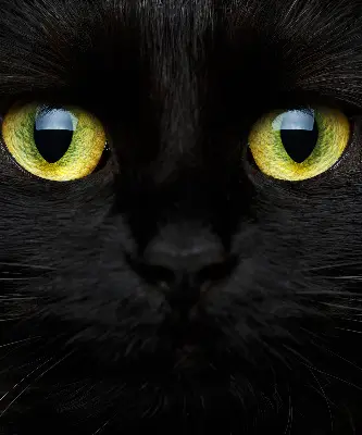 Fenster rollo Katzenaugen