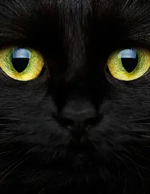 Fenster rollo Katzenaugen