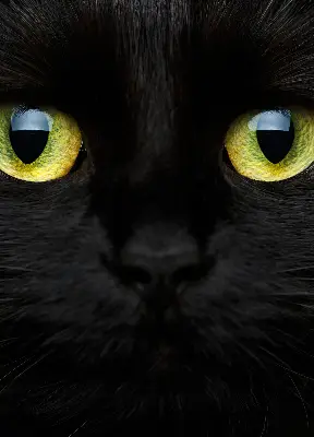 Fenster rollo Katzenaugen