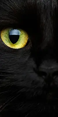 Fenster rollo Katzenaugen