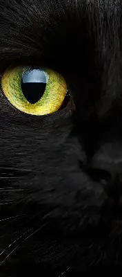 Fenster rollo Katzenaugen