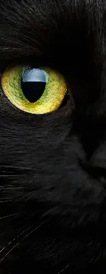 Fenster rollo Katzenaugen