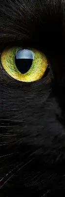 Fenster rollo Katzenaugen