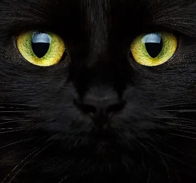 Fenster rollo Katzenaugen