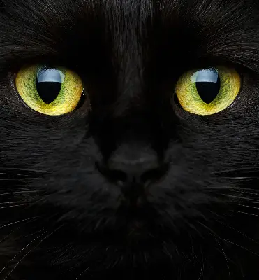 Fenster rollo Katzenaugen