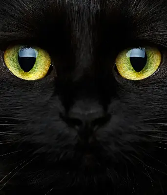 Fenster rollo Katzenaugen