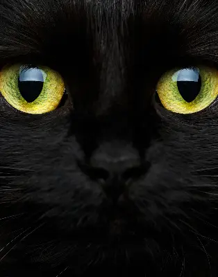 Fenster rollo Katzenaugen