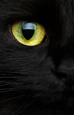 Fenster rollo Katzenaugen