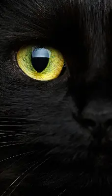 Fenster rollo Katzenaugen