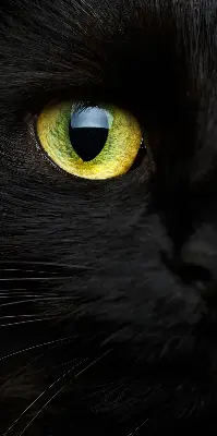 Fenster rollo Katzenaugen