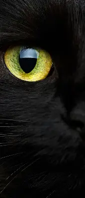 Fenster rollo Katzenaugen