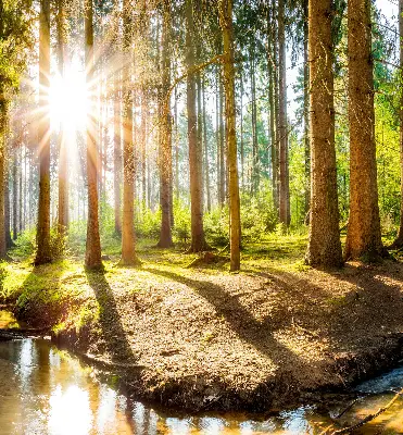 Fenster rollo Die Sonne scheint durch die Bäume