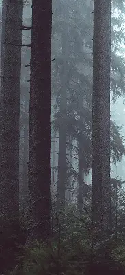 Rollo lichtundurchlässig Wald bei Nacht
