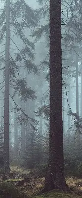 Rollo lichtundurchlässig Wald bei Nacht